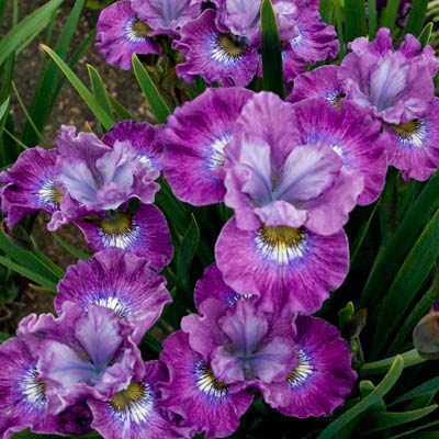 Siberian Iris (Iris sibirica)