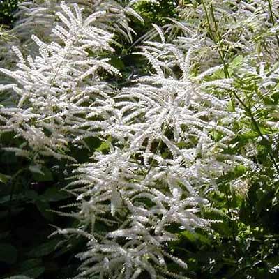Goatsbeard (Aruncus dioicus)