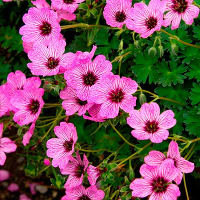 True Geranium (Geranium cinereum)