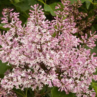 'Miss Kim' Lilac (Syringa pubescens subsp. patula 'Miss Kim')