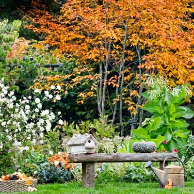 outdoor room with bench in autumn garden 