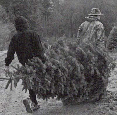 carrying a freshly cut christmas tree