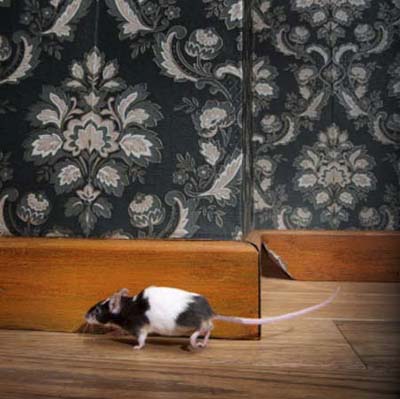 mouse-infested house