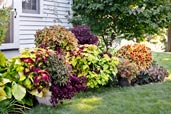 coleus color garden