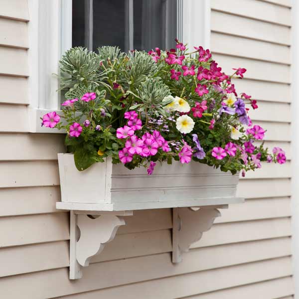 window box plantings with euphorbia, petunias, purple lobelia, nicotiana