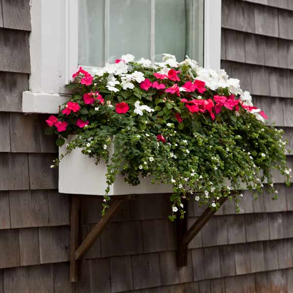 window box plantings with white flowering bacopa, impatiens