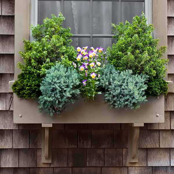 window box plantings with dwarf evergreens, annuals