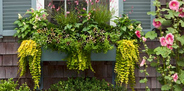 window box with flowers and plants