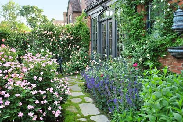 Backyard Rose Garden