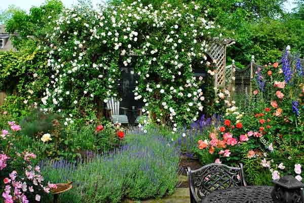 Backyard Rose Garden