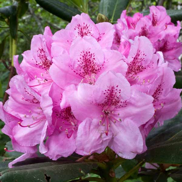 washington coast rhododendron 50 state flowers to grow washington coast rhododendron 50 state flowers to grow