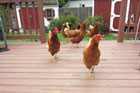 chickens on a deck for Home Inspection Nightmares XXXIII