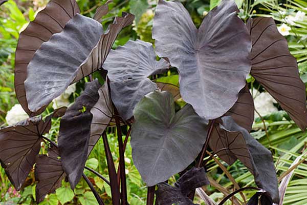 top 28 elephant ear perennial elephant ear royal hilo top 28 elephant ear perennial elephant ear royal hilo