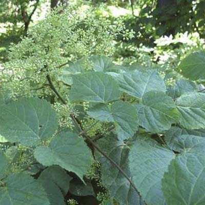 Spikenard; tall stems with mid-green leaves and small greenish-white flowers