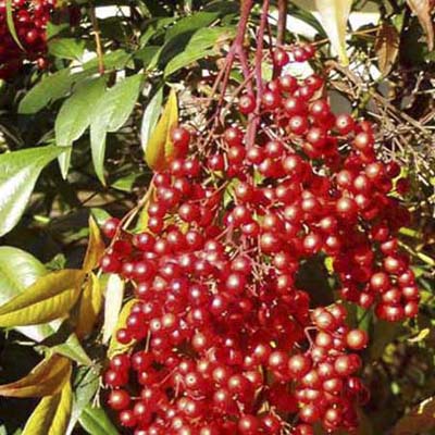 Heavenly Bamboo: spherical bright red fruit on upright shoots with red or reddish-purple leaves