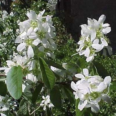 Serviceberry; pure white flowers with oval dark green leaves