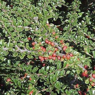 Rockspray; bright-red fruit and glossy dark-green leaves