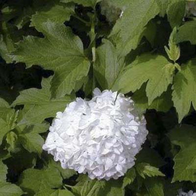 European cranberry bush; white, fertile, central flowers and green maple-like leaves