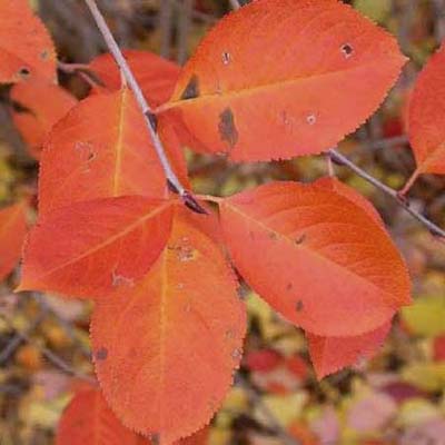 Purple chokeberry; bright to dark purple-red leaves in fall