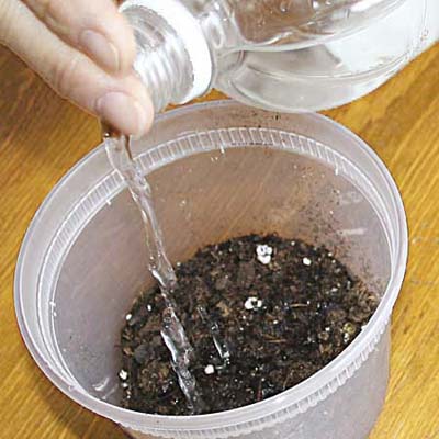 sprinkling vinegar onto soil