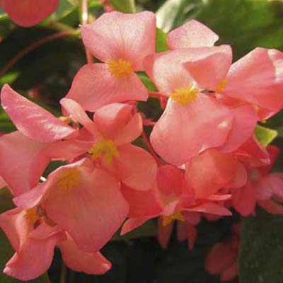 Hardy begonia with clump-forming, fluffy pink blooms