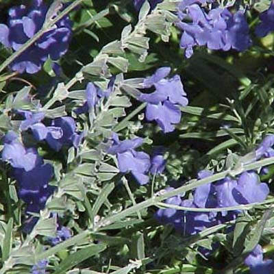 Blue sage; sprawling blue blossoms with fuzzy stems and leaves