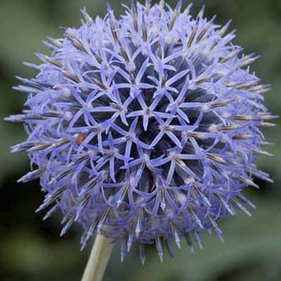 Small globe thistle; many small, blue blooms comprising a sphere on a thick stem