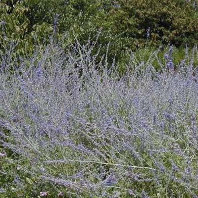 Russian sage: field of tubular violet-blue flowers