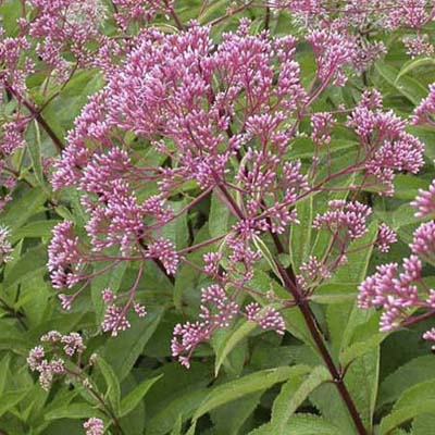 Joe Pye weed; light-to deep-purple flower heads and purple-green leaves