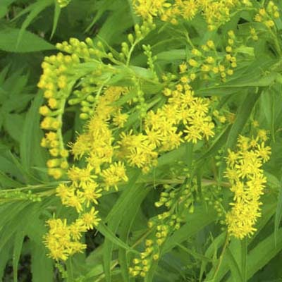 Goldenrods; golden-yellow flowerheads and midgreen leaves