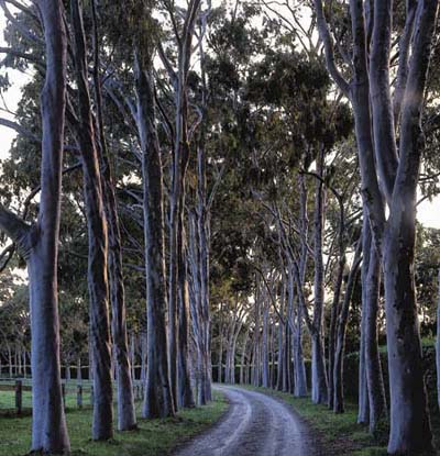 Rows of trees along a path serves as a grand entrance.