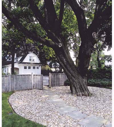 An isolated tree serves as a focal point.
