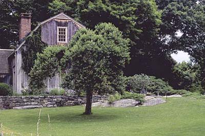 A tree as a living object of art.