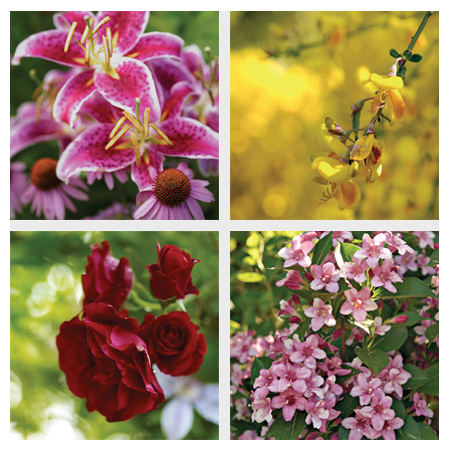 stargazer lilies, Scotch broom, pink weigelas and burgundy climbing roses