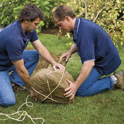 Men tying burlap sack around the bottom of the tree