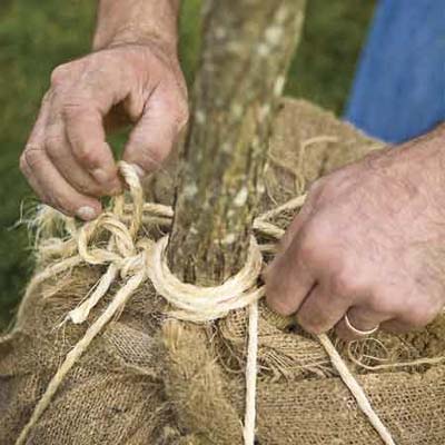 Man's hands tying twine around tree