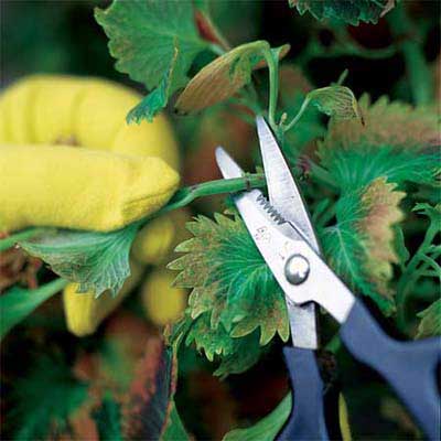 gloved hand clipping off a cutting with scissors