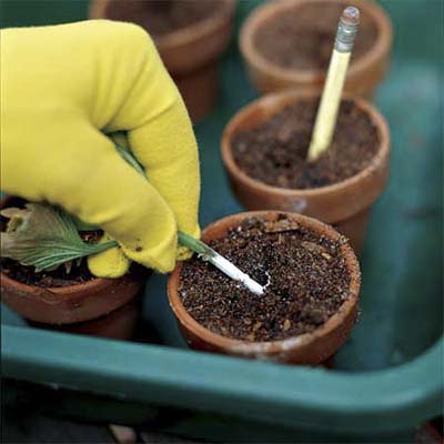 gloved hand placing the dipped-end of the cutting into a small potting pot