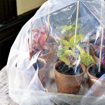 group of potted cuttings under a plastic sheet to keep the protected and moist
