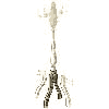 exploded illustration of coat rack with attached legs highlighted