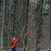 man marking branches to cut first when pruning a tree