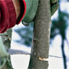saw making first of three cuts to correctly prune a tree