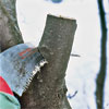 saw making two of three cuts to correctly prune a tree