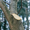 stump of a cut branch from a correctly pruned tree