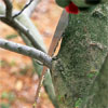 proper saw position near the branch collar to correctly prune a tree