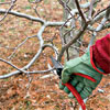 clippers off an inward growing or rubbing branch when working to correctly prune a tree