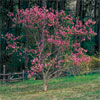 tree in full bloom having been correctly pruned