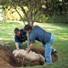 two men roll balled and burlapped tree into hole to plant it