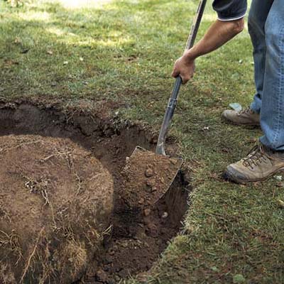 man fills the hole around a newly planted tree with backfill from the hole