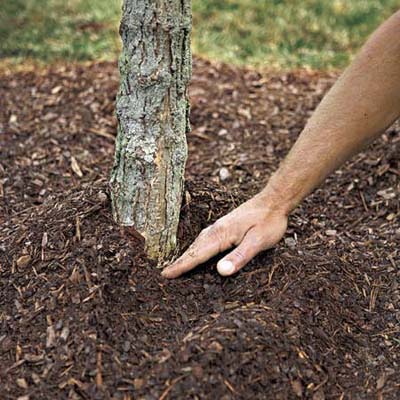 hand pulling away mulch around the base of a tree